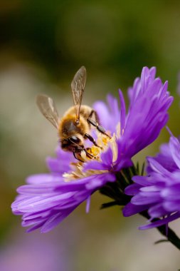 bee feeding on flower clipart