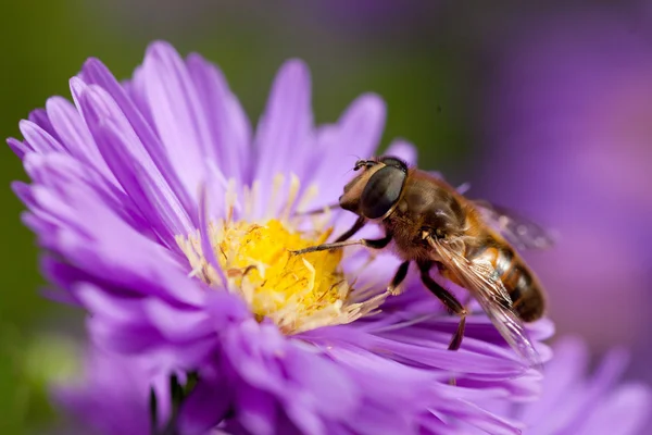 Bee op paarse bloem — Stockfoto