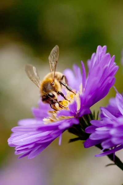 보라색 꽃에 꿀벌 — 스톡 사진