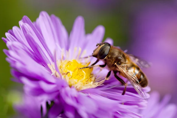 Bee on purple autumnal flower — Stock Photo, Image