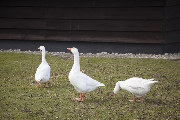 Three white geese in front of brown barn — Stock Photo, Image