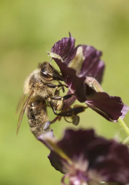 Пчела на фиолетовый цветок — стоковое фото