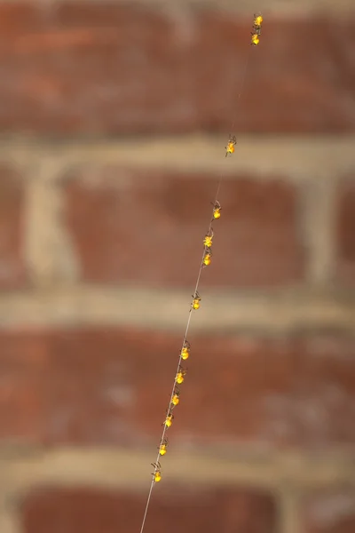 Row of small spiders climbing up in front of brick wall — Stock Photo, Image