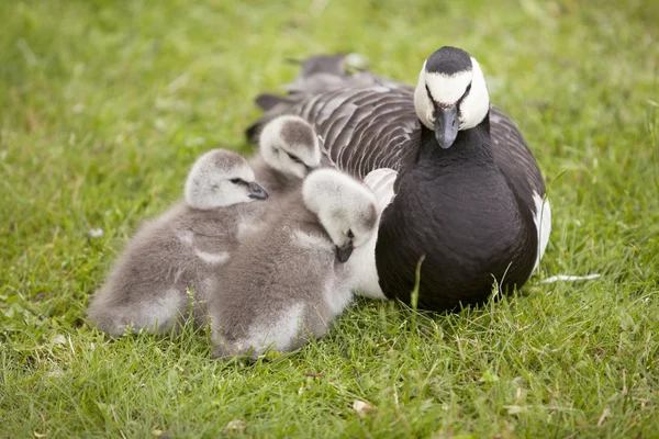 Drei junge Gänse und Mutter — Stockfoto