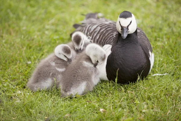 Tre unga gäss och mor — Stockfoto