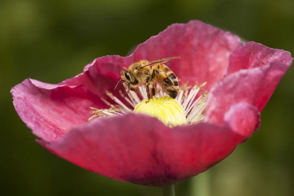 Bee on papaver somniferum — Stock Photo, Image
