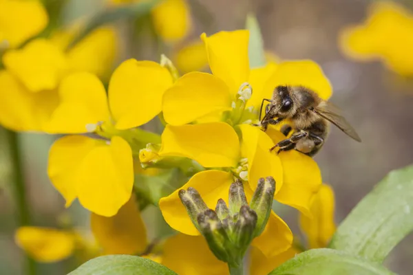 Bee on yellow flower of rue — Stock Photo, Image