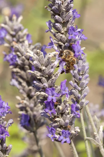 Bee on lavender — Stock Photo, Image