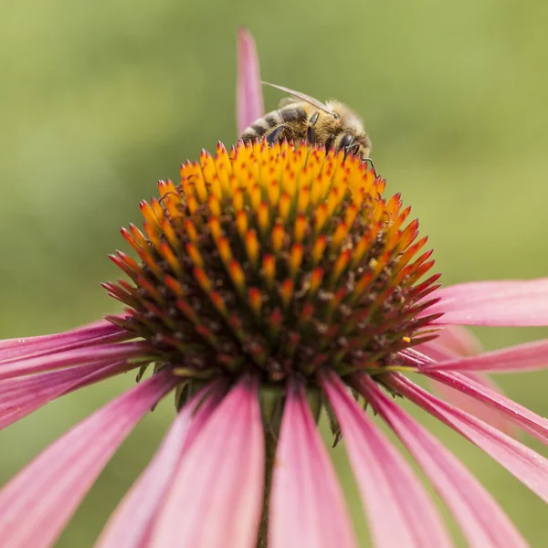 Biet samlar honung på rosa echinacea — Stockfoto