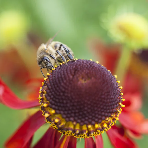 Ape che raccoglie miele su echinacea — Foto Stock