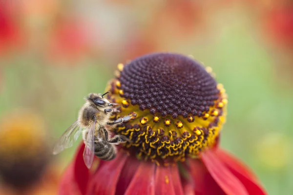 Bee collecting honey on red echinacea purpurea — Stock Photo, Image