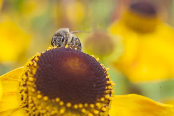 Biene sammelt Honig auf Echinacea — Stockfoto