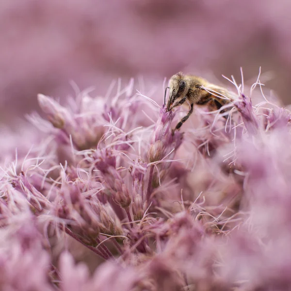 Bee on pink eupatorium maculatum — Stock Photo, Image