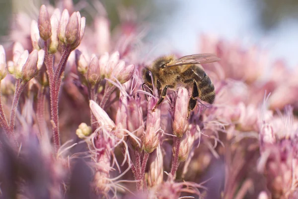 Ape onb fiore rosa — Foto Stock