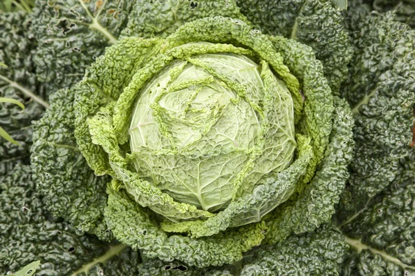 Green cabbage plant in the garden — Stock Photo, Image