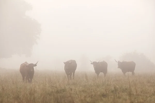 朝の霧で長い角を持つ牛 — ストック写真