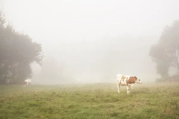 Κόκκινο και λευκό βοοειδή στην ομίχλη το πρωί — Φωτογραφία Αρχείου