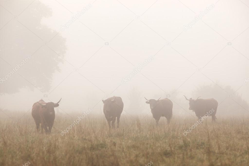 long horned cattle in the morning mist