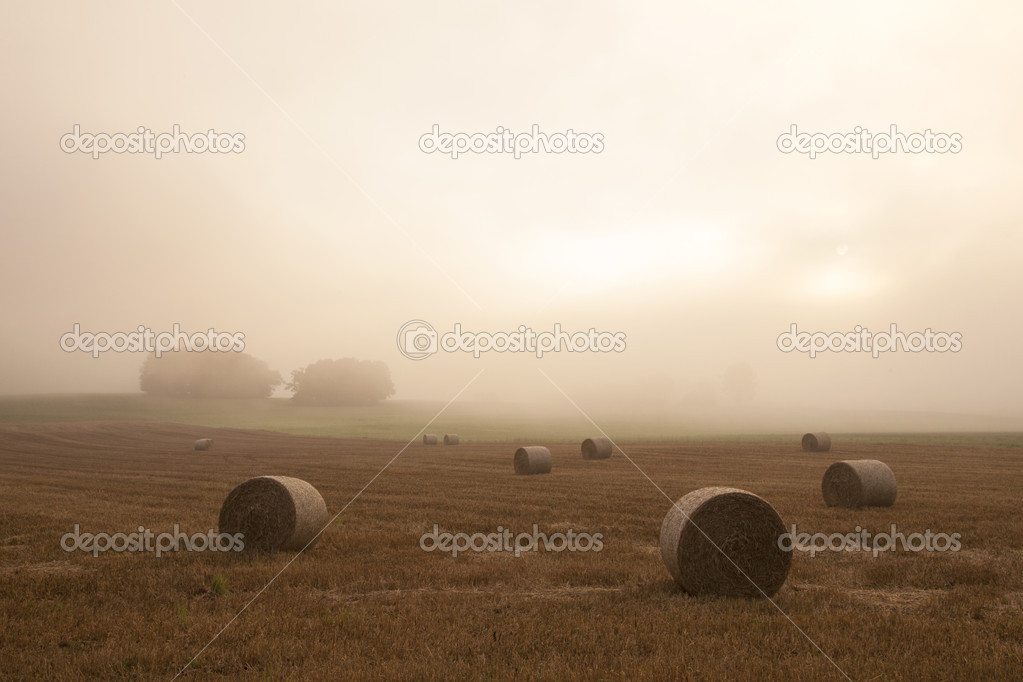 field in morning mist