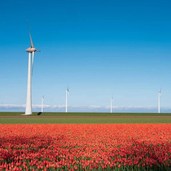 Campo tulipa vermelho e turbinas eólicas sob céu azul nas terras baixas — Fotografia de Stock