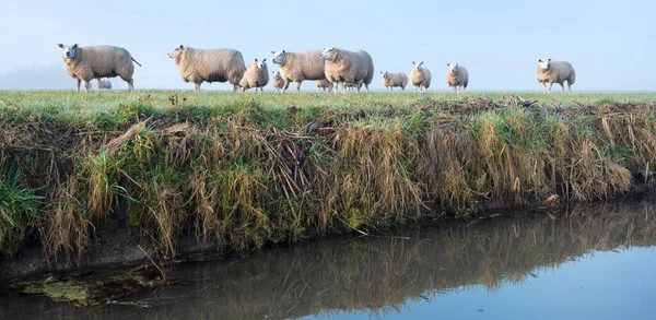 Sheep in green meadow and canal in holland — 스톡 사진