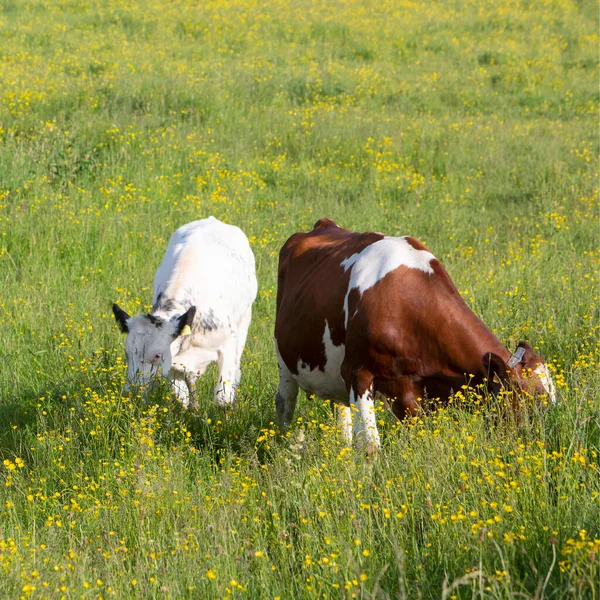 オランダの中央に黄色の花のある春の牧草地で牛を見つけました — ストック写真