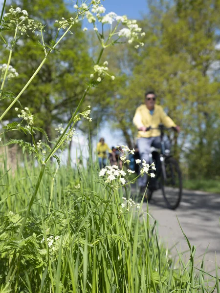 People ride bicycle on track near wild flowers in dutch spring near utrecht — Stock Photo, Image