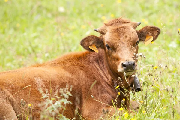 Portrait of brown calf with bell — Stock Photo, Image