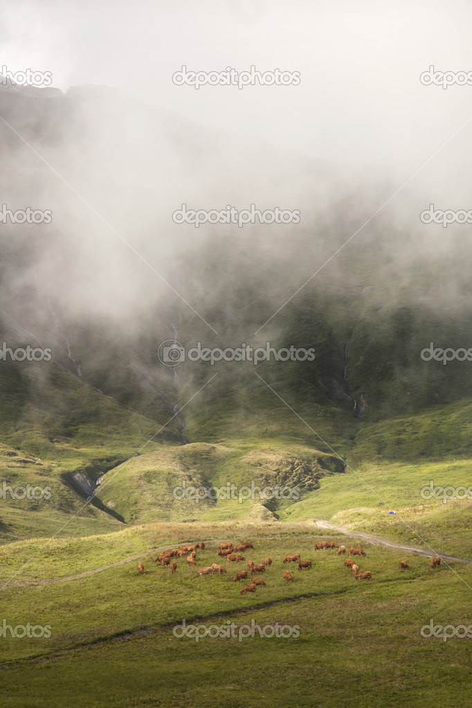brown cows grazing in beautiful mountain landscape 