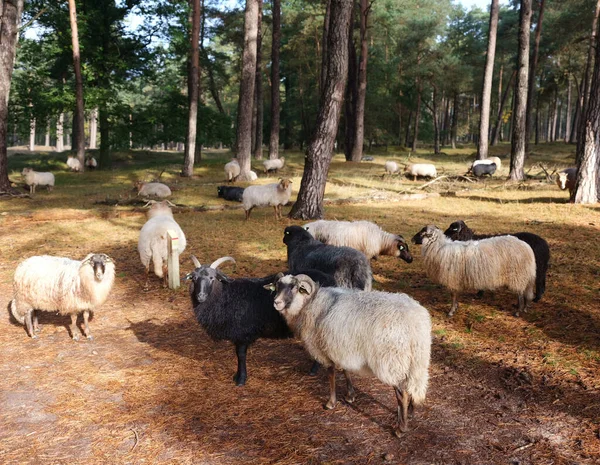 Ovce v borovém lese v blízkosti utrechtu v podzemí v teplém podzimním slunci — Stock fotografie