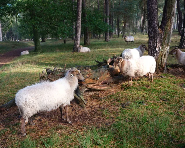 Owce w lesie sosnowym w pobliżu utrecht w dolnej części kraju w ciepłym świetle jesiennego słońca — Zdjęcie stockowe