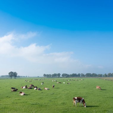 Hollanda 'daki zwolle ve deventer arasında mavi gökyüzünün altında yeşil çimenli çayırlarda kırmızı kahverengi benekli inekler.