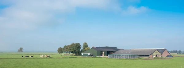 Granja y vacas en prado herboso verde entre zwolle y deventer en los Países Bajos — Foto de Stock