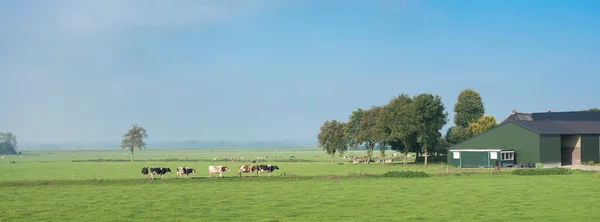 Granja y vacas en prado herboso verde entre zwolle y deventer en los Países Bajos —  Fotos de Stock