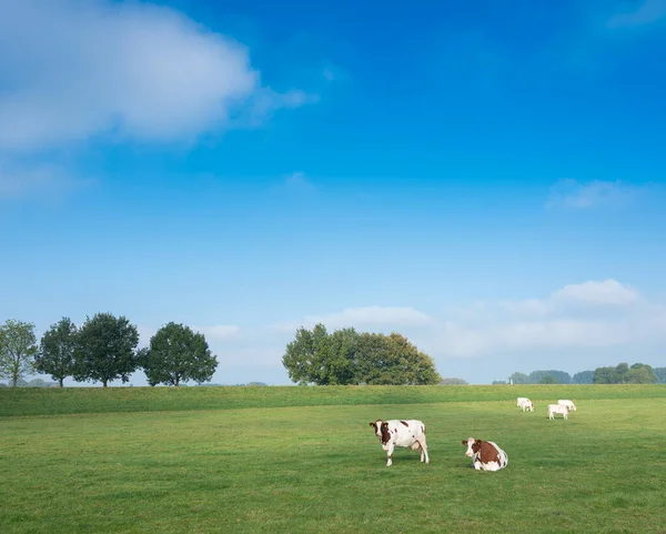 Vacas marrons vermelhas manchadas no prado entre deventer e zwolle nas terras baixas — Fotografia de Stock