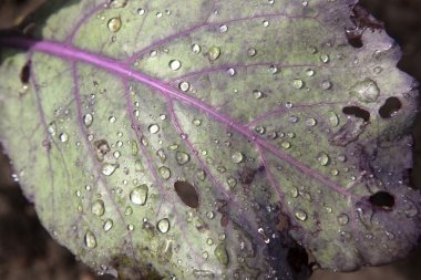 pancar ıslak yaprak