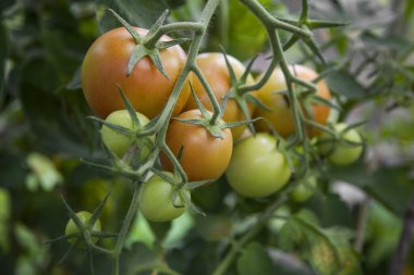 turuncu ve yeşil domates