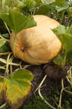 bahçede büyük kabak