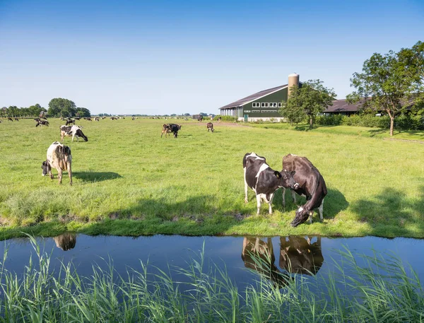 Vacas pretas e brancas manchadas ficam no prado perto da fazenda na província holandesa de noord holland — Fotografia de Stock