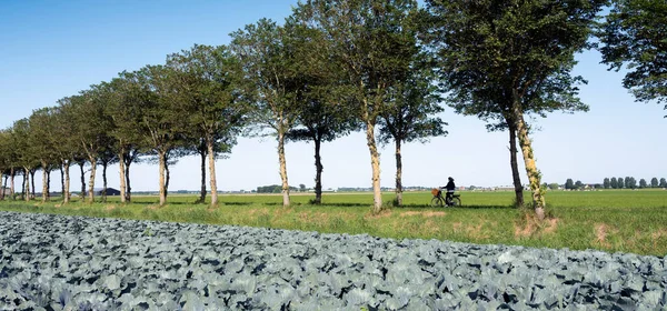 Czerwone pole kapusty pod błękitnym letnim niebem w holenderskiej prowincji Noord Holland — Zdjęcie stockowe