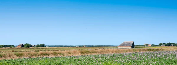Flaman adasında mavi gökyüzünün altında mor patates çiçekleri olan bir tarla. — Stok fotoğraf