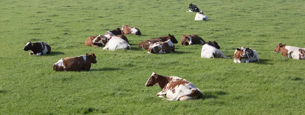 発見された牛はオランダのウルトレヒト近くの緑の草の多い夏の牧草地にいます — ストック写真