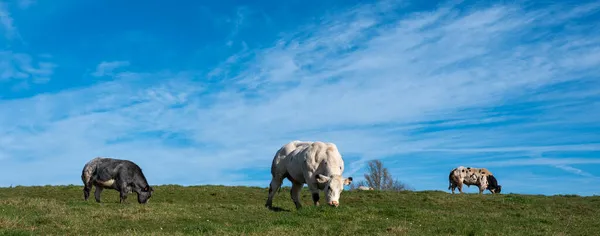 Яловичі корови і бик на зеленому трав'янистому лузі між амуром і брюсселем під блакитним небом — стокове фото