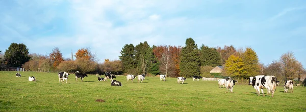 Trees and cows in green grassy meadow near namur under blue sky — Stock Photo, Image