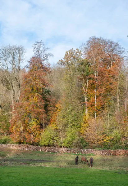 Bruine paarden in weide bij kleurrijk herfstbos in de Franse ardennen bij Namen — Stockfoto