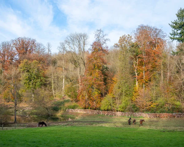 Brown horses in meadow near colorful autumn forest in french ardennes near namur — Stock Photo, Image