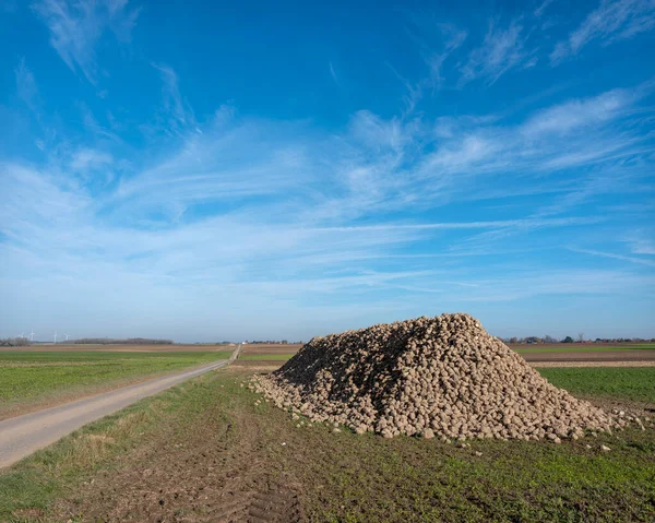 Gran pila de remolacha azucarera bajo el cielo azul en Bélgica entre Bruselas y namur —  Fotos de Stock