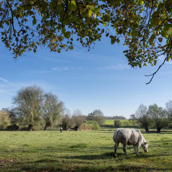 Łąka z wypasem krowy wołowej w ardenach belgijskich w pobliżu namur pod błękitnym niebem — Zdjęcie stockowe
