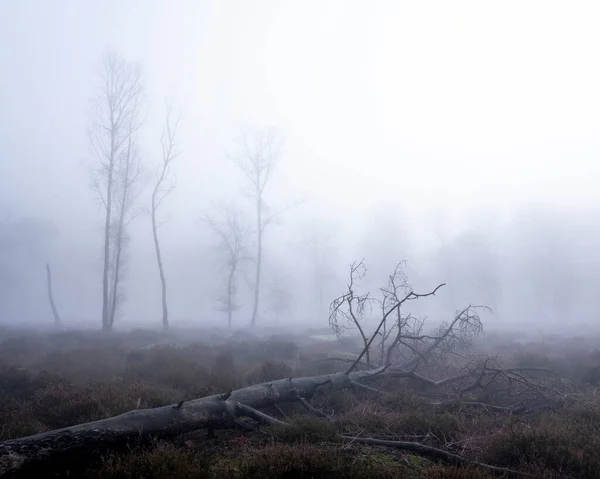 Fallen tree in mist with silhouettes of other trees in the background — Stock Photo, Image