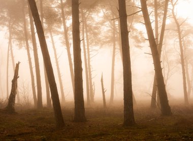 Hollanda 'nın Utercht yakınlarındaki Hollanda ormanında sisli bir sabahta çam ağacı siluetleri.